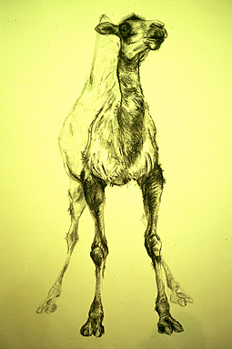 Clide - Camel
