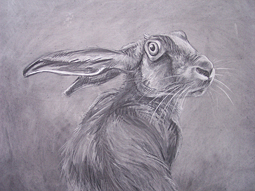 Close up Hare