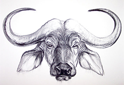 Cape Buffalo