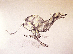 Greyhound