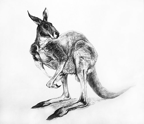 Kangaroo