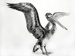 Pelican