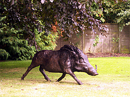 Warthog