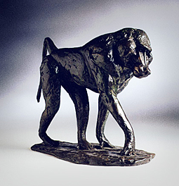 Olive Baboon